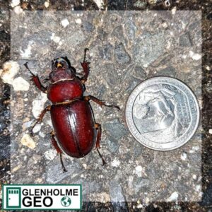Beetle, Glenholme GEO