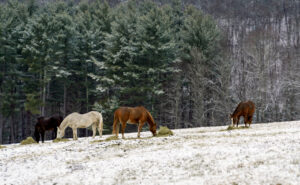 Glenholme horses in the show, winter 2023